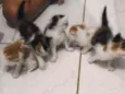 5 gatinhos 