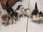 Gato raça  idade Abaixo de 2 meses nome 5 gatinhos 