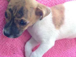 Cachorro raça SRD idade Abaixo de 2 meses nome Coração