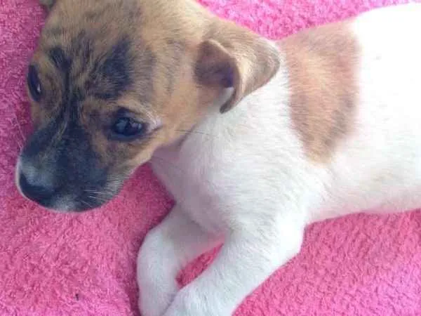 Cachorro ra a SRD idade Abaixo de 2 meses nome Coração