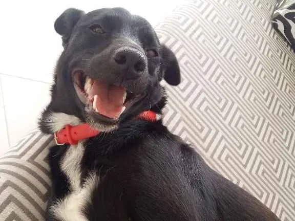Cachorro ra a vira lata idade 2 anos nome Pretinho