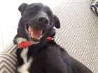 Cachorro raça vira lata idade 2 anos nome Pretinho