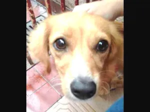 Cachorro raça duschhound idade 7 a 11 meses nome angel