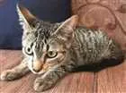Gato raça SRD idade Abaixo de 2 meses nome sem nome