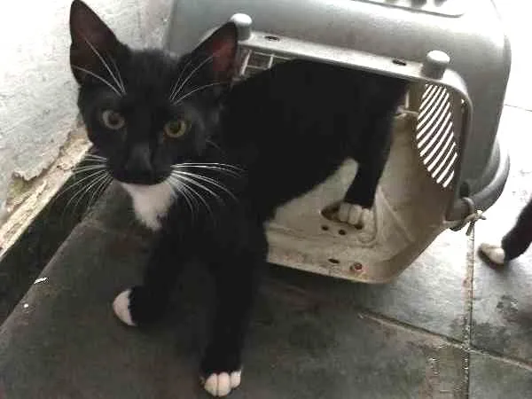 Gato ra a SRD idade 2 a 6 meses nome Julia, Pipoca, Fred.