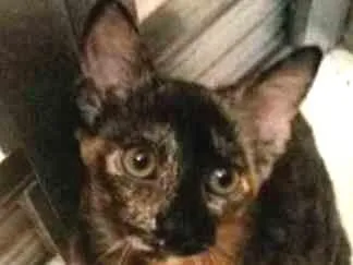 Gato ra a vira lata idade 2 a 6 meses nome Maju