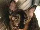 Gato raça vira lata idade 2 a 6 meses nome Maju