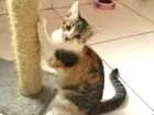 Gato raça vira lata idade 2 a 6 meses nome Bianca