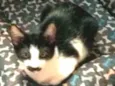 Tom