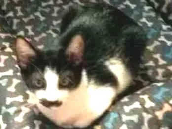 Gato ra a vira lata idade 2 a 6 meses nome Tom