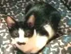 Gato raça vira lata idade 2 a 6 meses nome Tom