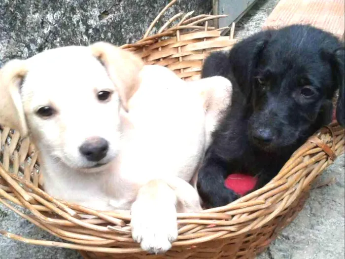 Cachorro ra a Indefinida idade Abaixo de 2 meses nome Lua