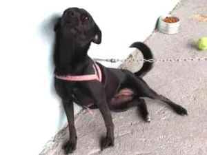 Cachorro raça Vira lata idade 2 anos nome Belinda