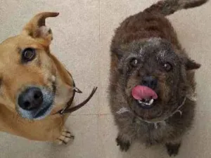 Cachorro raça SRD idade 4 anos nome Ploc
