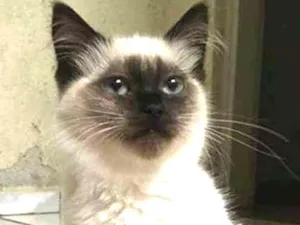 Gato raça Gato sem raça definida idade 2 a 6 meses nome Sem nome