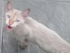 Gato raça SRD idade 7 a 11 meses nome Léo