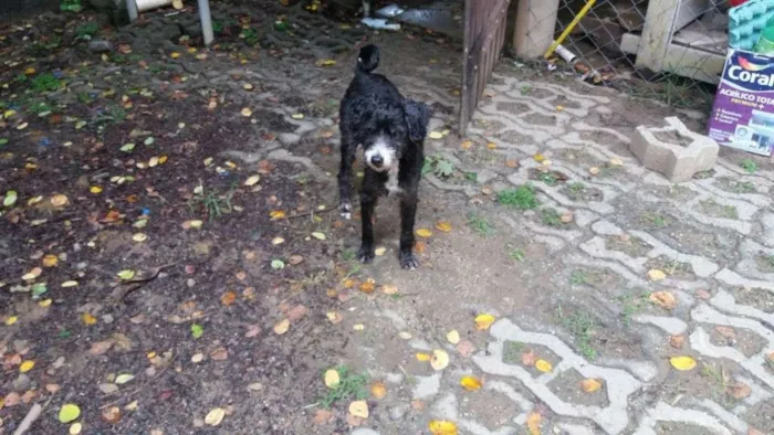 Cachorro ra a SRD (Sem Raça Definida) idade 6 ou mais anos nome Bob Negão