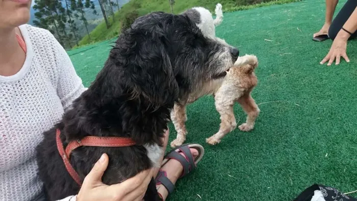 Cachorro ra a SRD (Sem Raça Definida) idade 6 ou mais anos nome Bob Negão