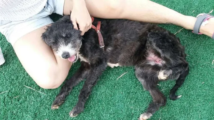 Cachorro ra a SRD (Sem Raça Definida) idade 6 ou mais anos nome Bob Negão