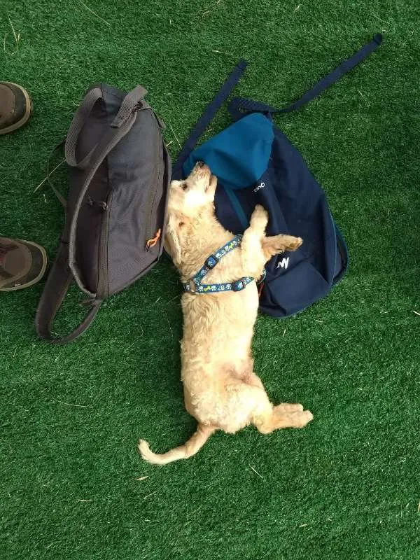 Cachorro ra a SRD (Sem Raça Definida) idade 6 ou mais anos nome SOL e LUA