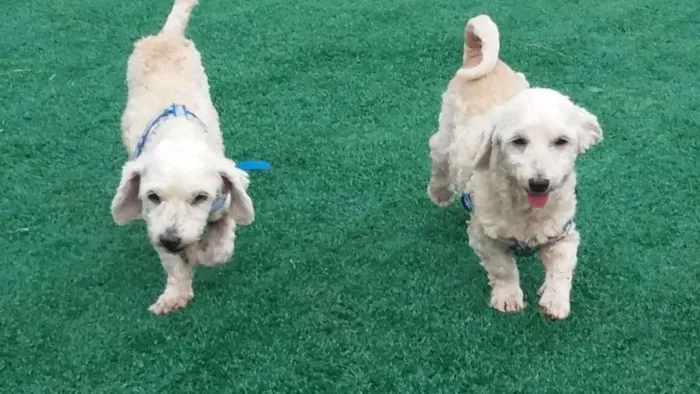 Cachorro ra a SRD (Sem Raça Definida) idade 6 ou mais anos nome SOL e LUA