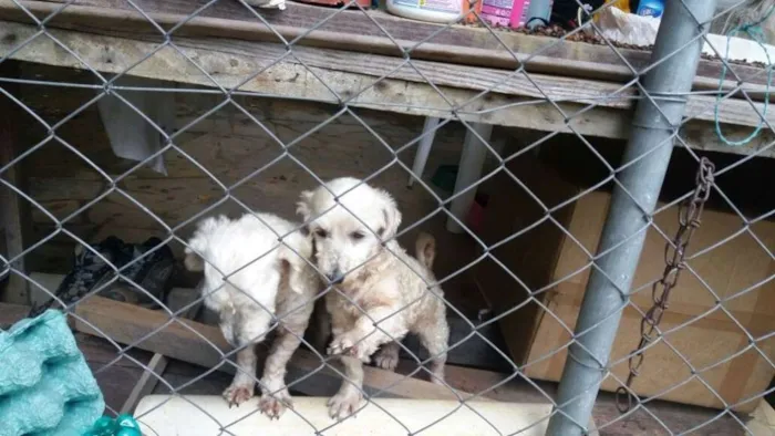 Cachorro ra a SRD (Sem Raça Definida) idade 6 ou mais anos nome SOL e LUA