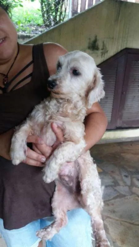Cachorro ra a SRD (Sem Raça Definida) idade 6 ou mais anos nome SOL e LUA