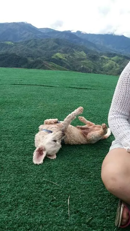 Cachorro ra a SRD (Sem Raça Definida) idade 6 ou mais anos nome SOL e LUA