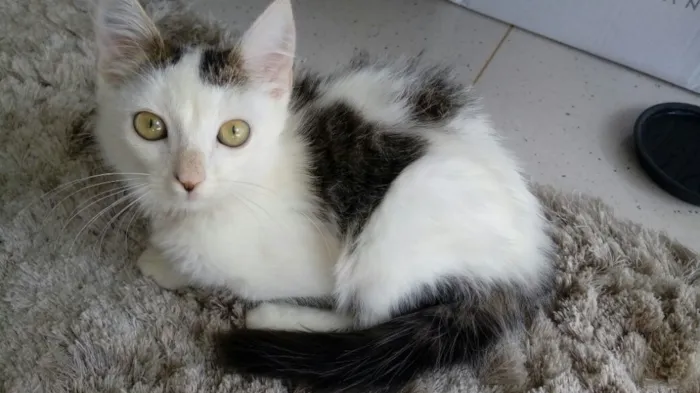 Gato ra a SRD idade 2 a 6 meses nome Ronron