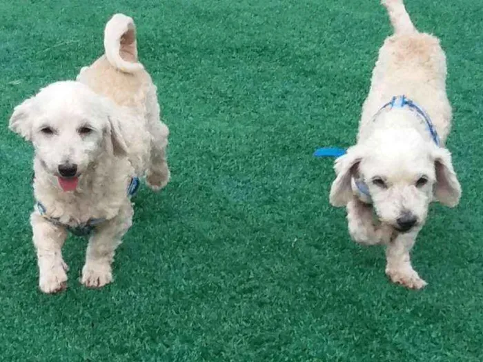 Cachorro ra a SRD (Sem Raça Definida) idade 6 ou mais anos nome SOL e LUA