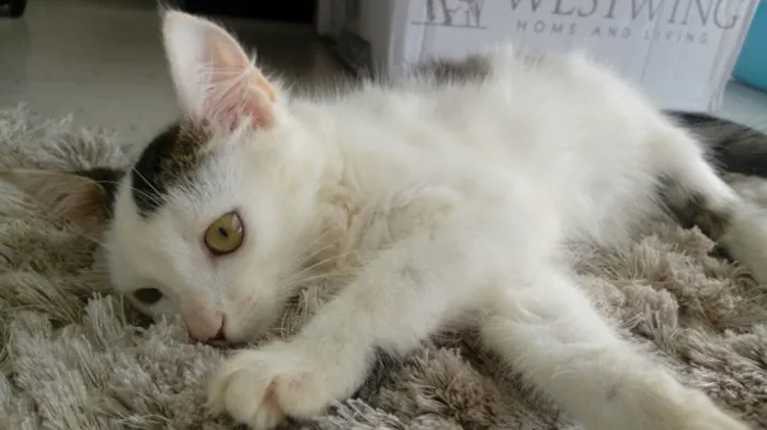 Gato ra a SRD idade 2 a 6 meses nome Ronron