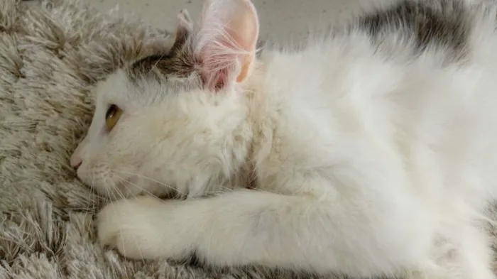 Gato ra a SRD idade 2 a 6 meses nome Ronron