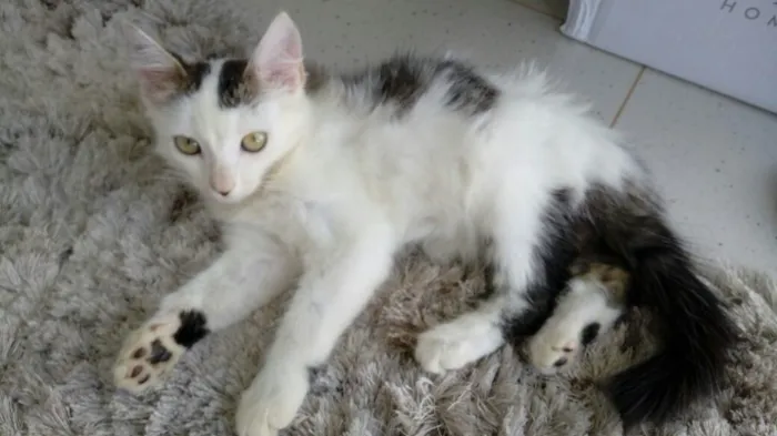 Gato ra a SRD idade 2 a 6 meses nome Ronron