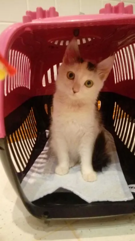 Gato ra a SRD idade 2 a 6 meses nome Ronron