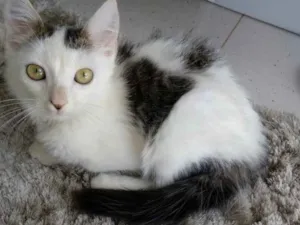 Gato raça SRD idade 2 a 6 meses nome Ronron