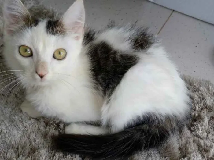 Gato ra a SRD idade 2 a 6 meses nome Ronron