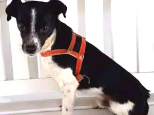 Cachorro raça Rnd idade 3 anos nome Aladin