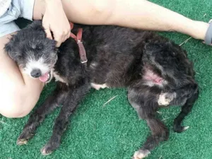 Cachorro raça SRD (Sem Raça Definida) idade 6 ou mais anos nome Bob Negão