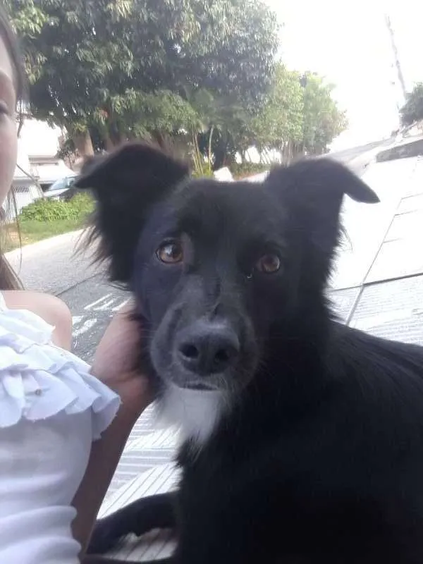Cachorro ra a SRD idade 2 a 6 meses nome Tobias