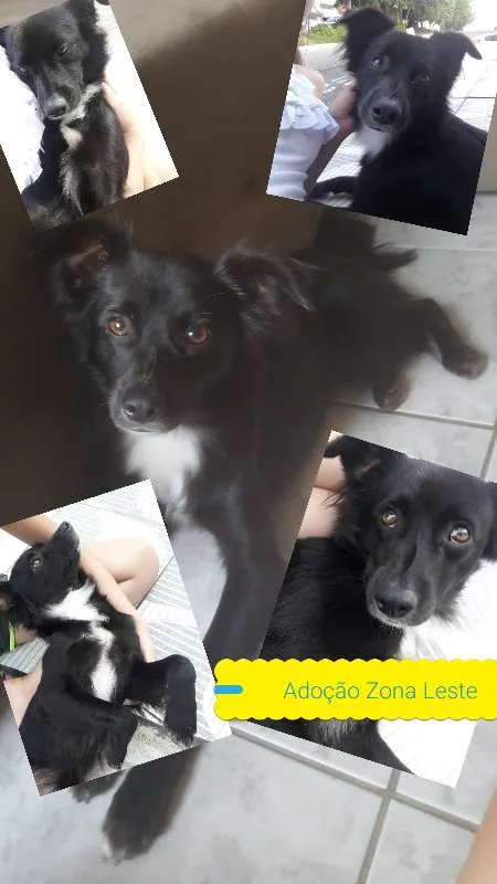 Cachorro ra a SRD idade 2 a 6 meses nome Tobias