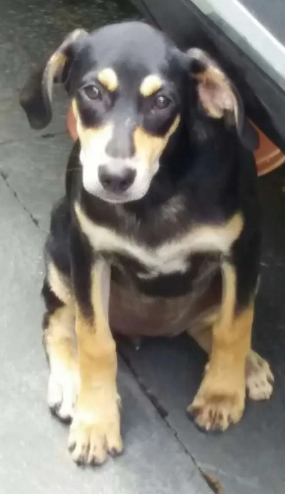 Cachorro ra a SRD idade 2 a 6 meses nome Juli