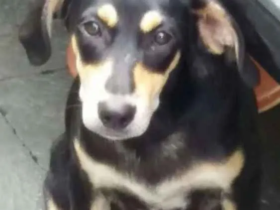 Cachorro ra a SRD idade 2 a 6 meses nome Juli