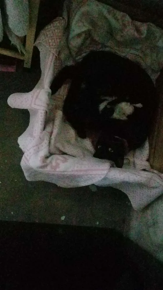 Gato ra a  idade 1 ano nome Pretinha