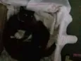 Pretinha