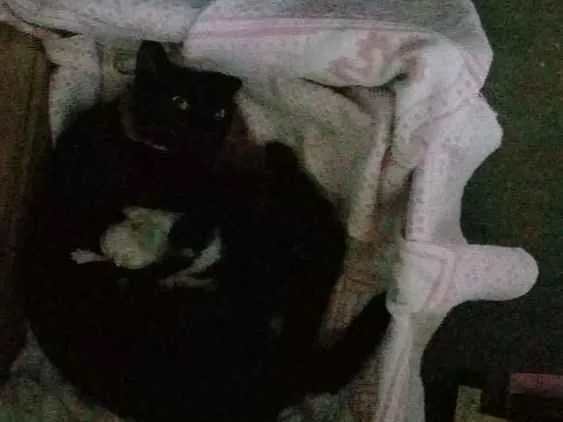 Gato ra a  idade 1 ano nome Pretinha