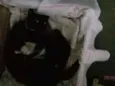 Pretinha