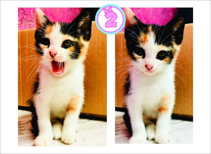 Gato ra a  idade Abaixo de 2 meses nome ADOTE