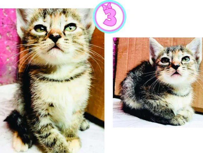 Gato ra a  idade Abaixo de 2 meses nome ADOTE
