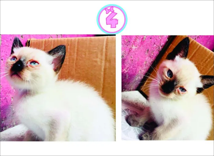 Gato ra a  idade Abaixo de 2 meses nome ADOTE