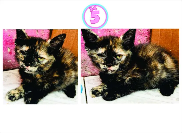 Gato ra a  idade Abaixo de 2 meses nome ADOTE